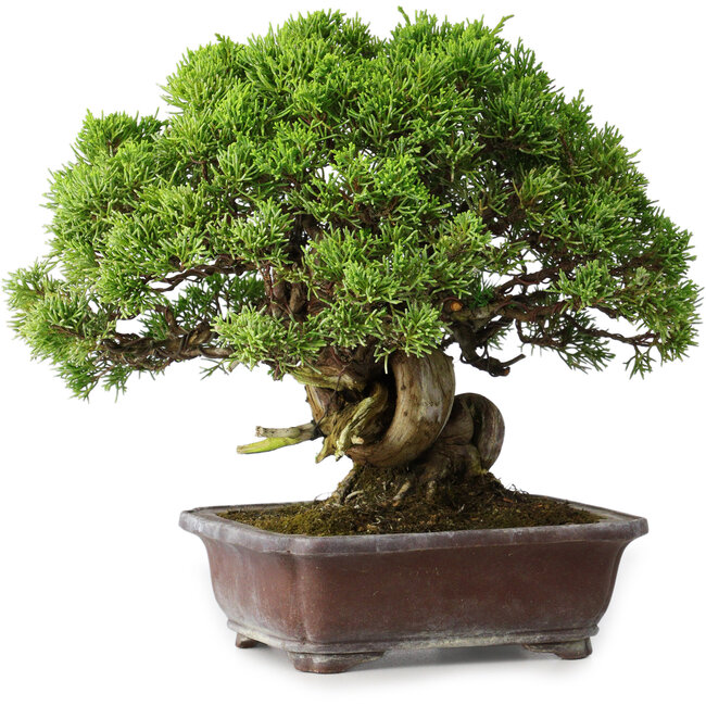 Juniperus chinensis Itoigawa, 23 cm, ± 35 ans