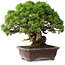 Juniperus chinensis Itoigawa, 23 cm, ± 35 years old