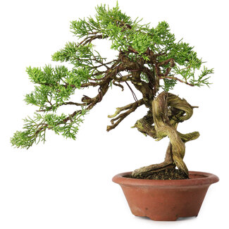 Juniperus chinensis Itoigawa, 23,5 cm, ± 30 Jahre alt