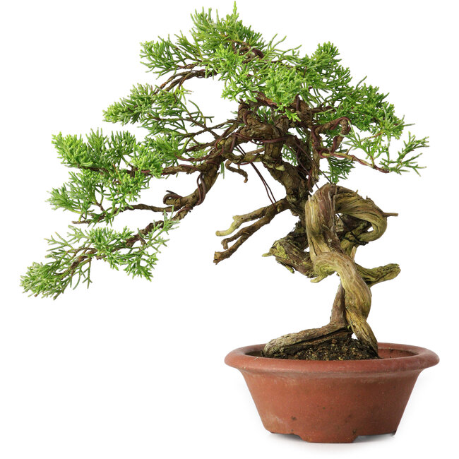 Juniperus chinensis Itoigawa, 23,5 cm, ± 30 years old
