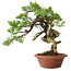 Juniperus chinensis Itoigawa, 23,5 cm, ± 30 years old