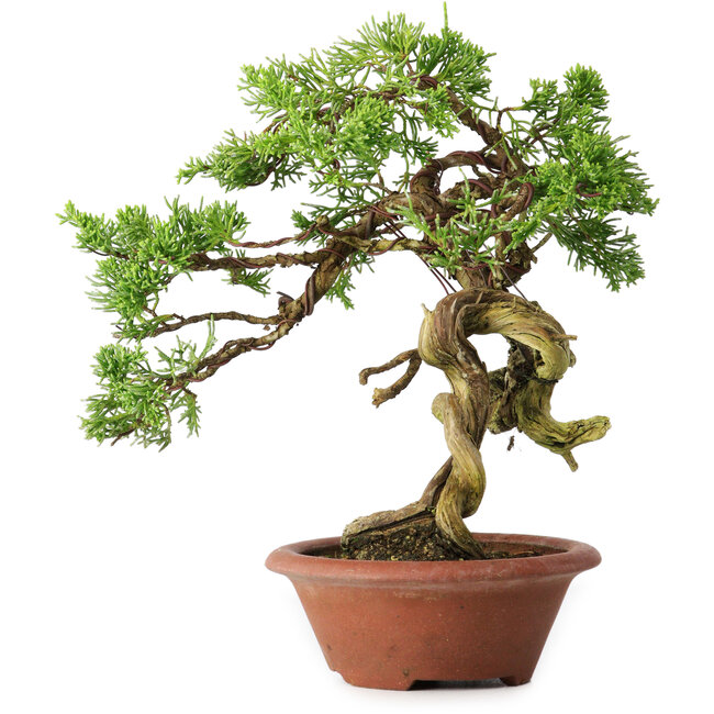 Juniperus chinensis Itoigawa, 23,5 cm, ± 30 jaar oud