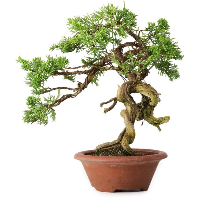 Juniperus chinensis Itoigawa, 23,5 cm, ± 30 years old