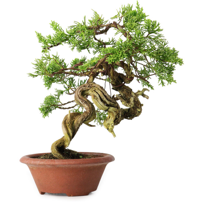 Juniperus chinensis Itoigawa, 23,5 cm, ± 30 jaar oud