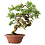Juniperus chinensis Itoigawa, 23,5 cm, ± 30 years old