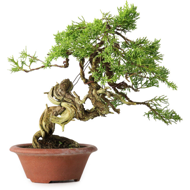 Juniperus chinensis Itoigawa, 23,5 cm, ± 30 years old