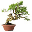 Juniperus chinensis Itoigawa, 23,5 cm, ± 30 years old