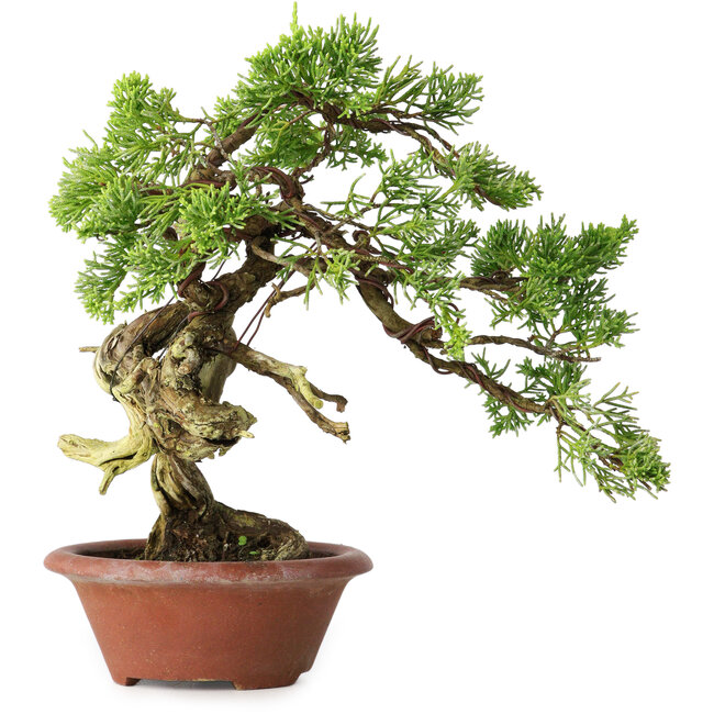 Juniperus chinensis Itoigawa, 23,5 cm, ± 30 años