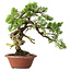 Juniperus chinensis Itoigawa, 23,5 cm, ± 30 years old