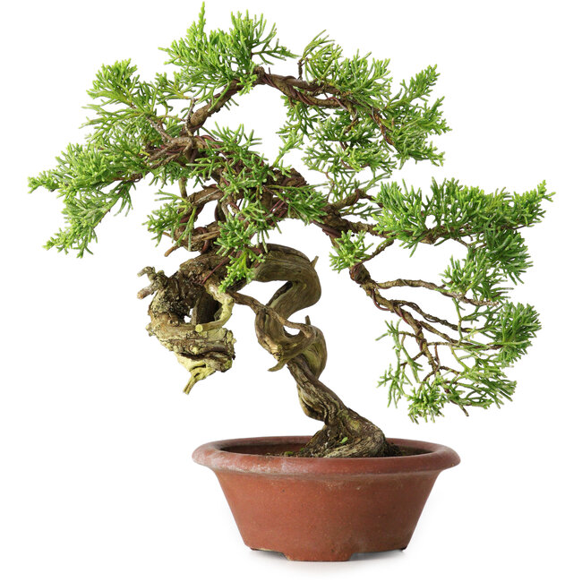 Juniperus chinensis Itoigawa, 23,5 cm, ± 30 jaar oud