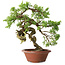 Juniperus chinensis Itoigawa, 23,5 cm, ± 30 years old