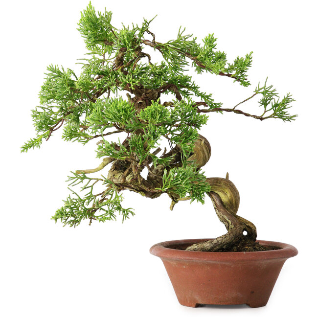 Juniperus chinensis Itoigawa, 23,5 cm, ± 30 anni