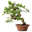 Juniperus chinensis Itoigawa, 23,5 cm, ± 30 years old