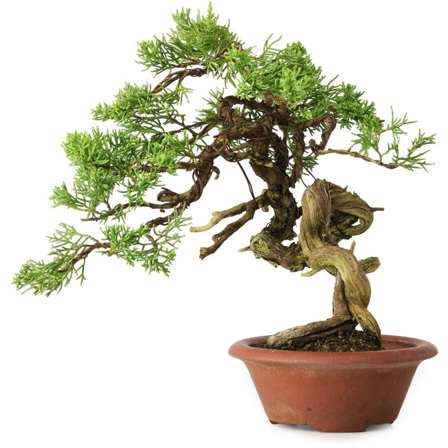 Juniperus chinensis Itoigawa, 23,5 cm, ± 30 años