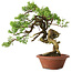 Juniperus chinensis Itoigawa, 23,5 cm, ± 30 ans