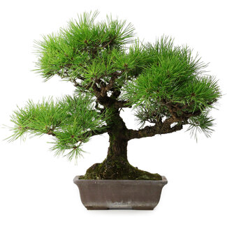Pinus thunbergii, 45 cm, ± 20 jaar oud