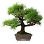 Pinus thunbergii, 45 cm, ± 20 ans