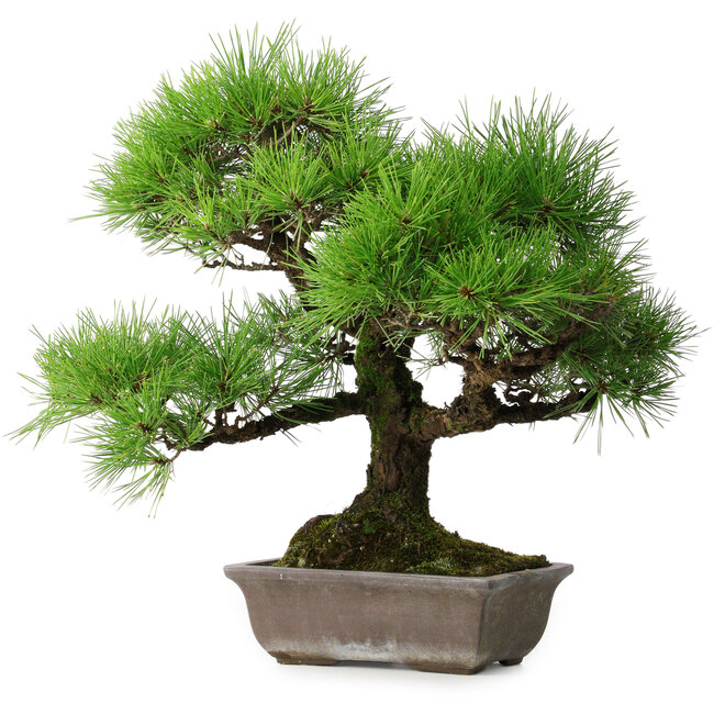 Pinus thunbergii, 45 cm, ± 20 años