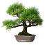 Pinus thunbergii, 45 cm, ± 20 ans