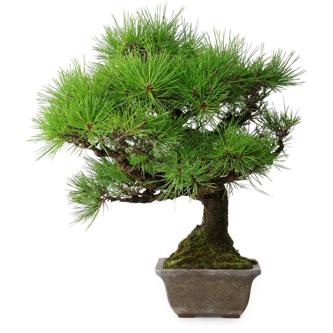Pinus thunbergii, 45 cm, ± 20 jaar oud