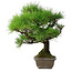 Pinus thunbergii, 45 cm, ± 20 jaar oud