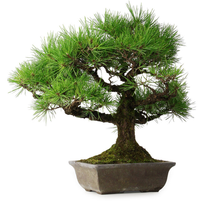Pinus thunbergii, 45 cm, ± 20 años