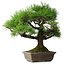 Pinus thunbergii, 45 cm, ± 20 jaar oud