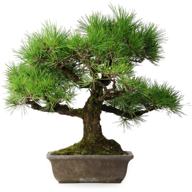 Pinus thunbergii, 45 cm, ± 20 jaar oud