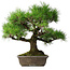 Pinus thunbergii, 45 cm, ± 20 jaar oud