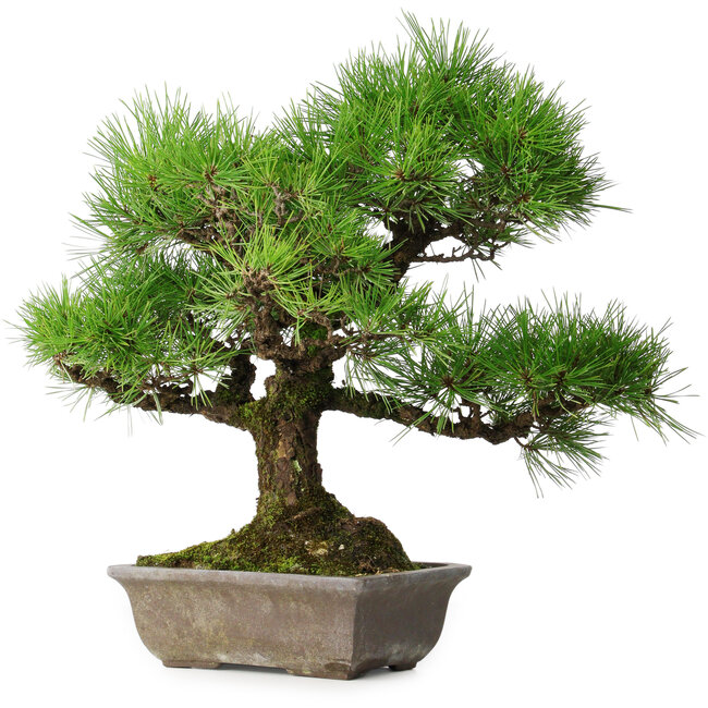 Pinus thunbergii, 45 cm, ± 20 jaar oud