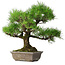 Pinus thunbergii, 45 cm, ± 20 ans