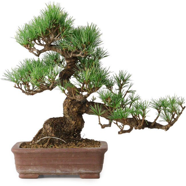 Pinus parviflora, 30 cm, ± 20 años