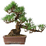 Pinus parviflora, 30 cm, ± 20 ans