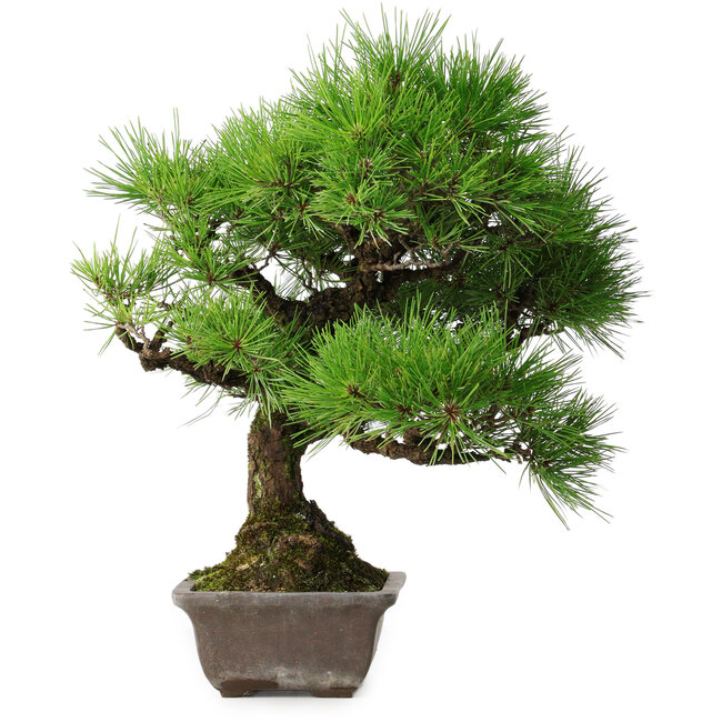 Pinus thunbergii, 45 cm, ± 20 años