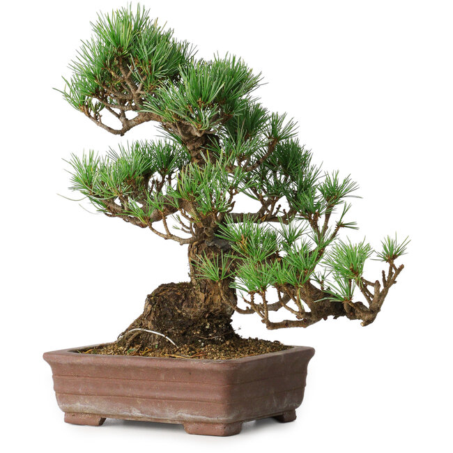 Pinus parviflora, 30 cm, ± 20 años