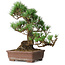 Pinus parviflora, 30 cm, ± 20 ans