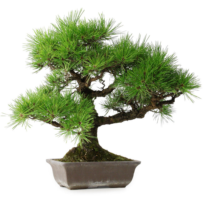 Pinus thunbergii, 45 cm, ± 20 jaar oud
