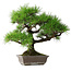 Pinus thunbergii, 45 cm, ± 20 jaar oud