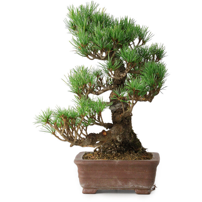 Pinus parviflora, 30 cm, ± 20 jaar oud