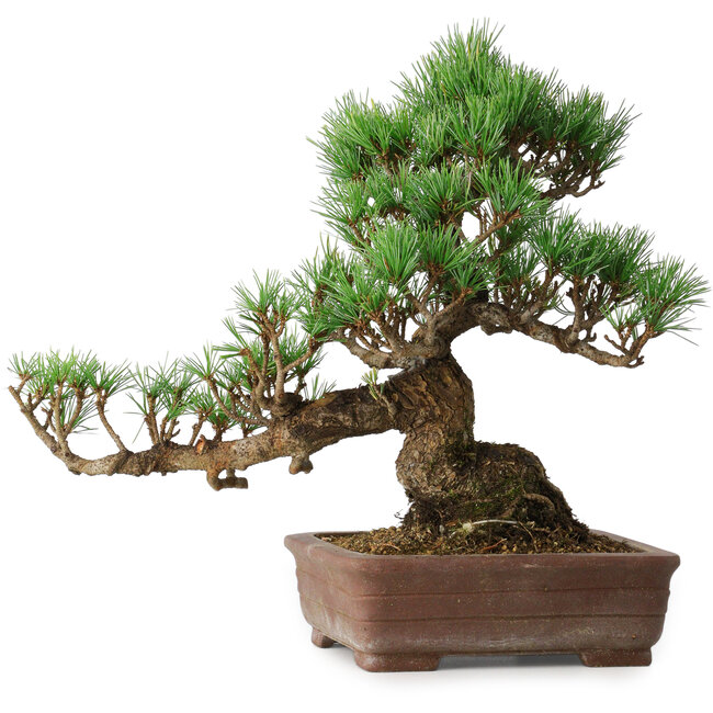 Pinus parviflora, 30 cm, ± 20 ans