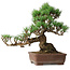Pinus parviflora, 30 cm, ± 20 ans