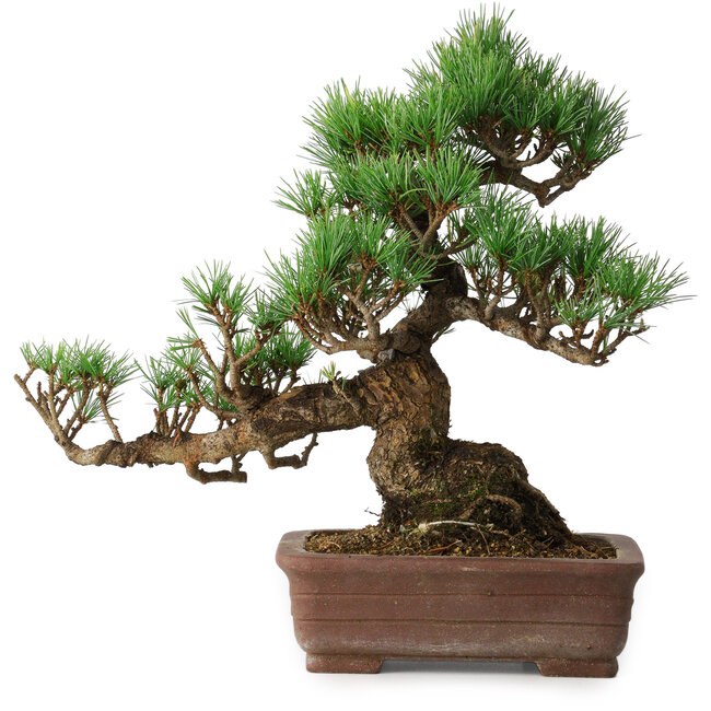 Pinus parviflora, 30 cm, ± 20 anni
