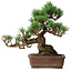 Pinus parviflora, 30 cm, ± 20 jaar oud