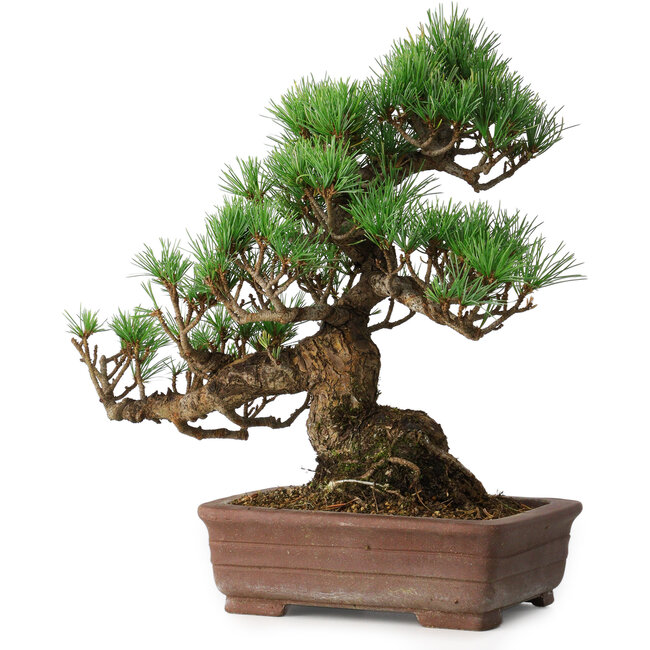 Pinus parviflora, 30 cm, ± 20 years old
