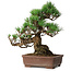 Pinus parviflora, 30 cm, ± 20 ans