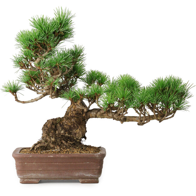Pinus parviflora, 31 cm, ± 20 años