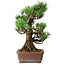 Pinus parviflora, 30 cm, ± 20 jaar oud