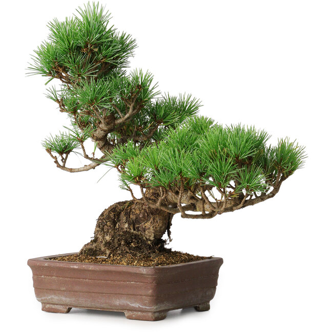Pinus parviflora, 31 cm, ± 20 años