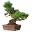 Pinus parviflora, 31 cm, ± 20 ans
