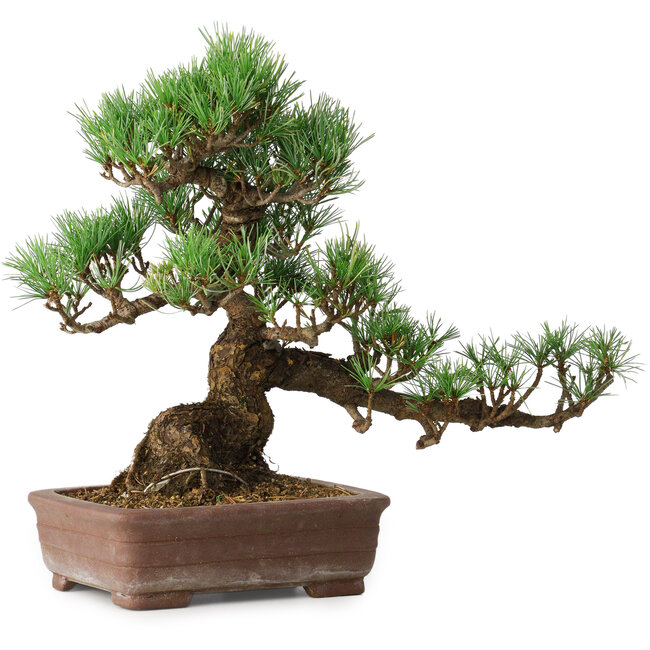 Pinus parviflora, 30 cm, ± 20 años